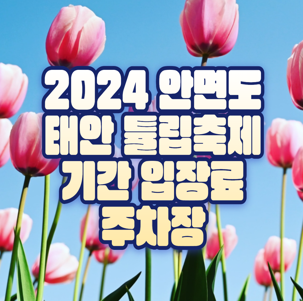 2024 안면도 태안 튤립축제