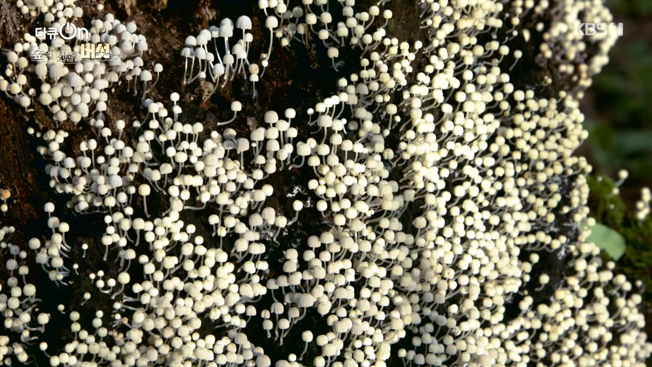 다큐 온.E227.231120p-NEXT.mp4_20231121_201845.555.jpg