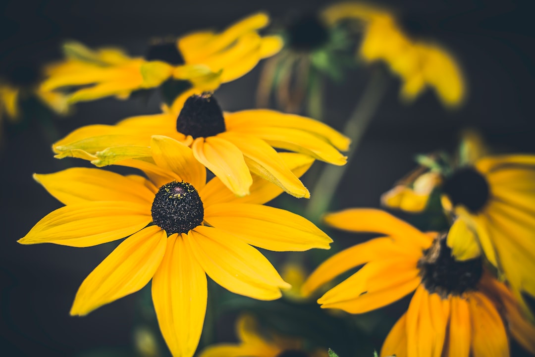 Bloom