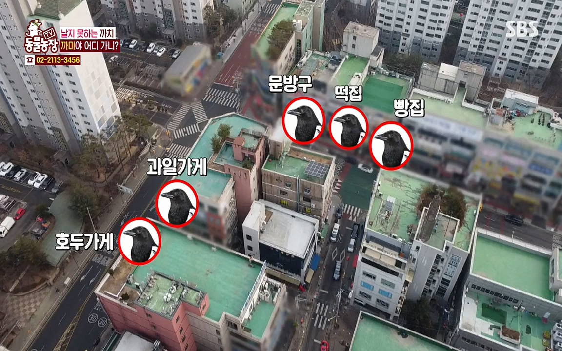 TV 동물농장.E1065.220418p-NEXT.mp4_20220417_181258.494.jpg