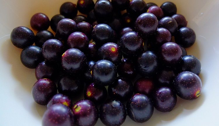  무스카딘 Muscadine 에 대해서 알아볼게요.