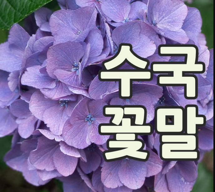  "수국, 변덕스러운 사랑의 꽃": 꽃말에 담긴 이야기