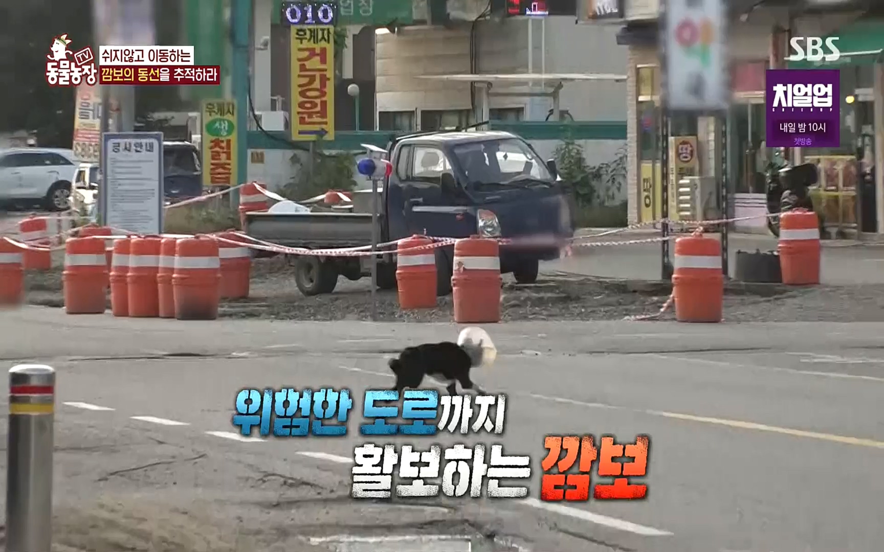 TV 동물농장.E1089.221002p.H264-F1RST.mp4_20221002_181934.208.jpg