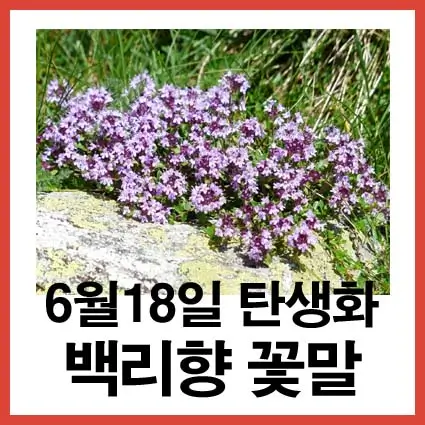6월-18일-탄생화-백리향-꽃말