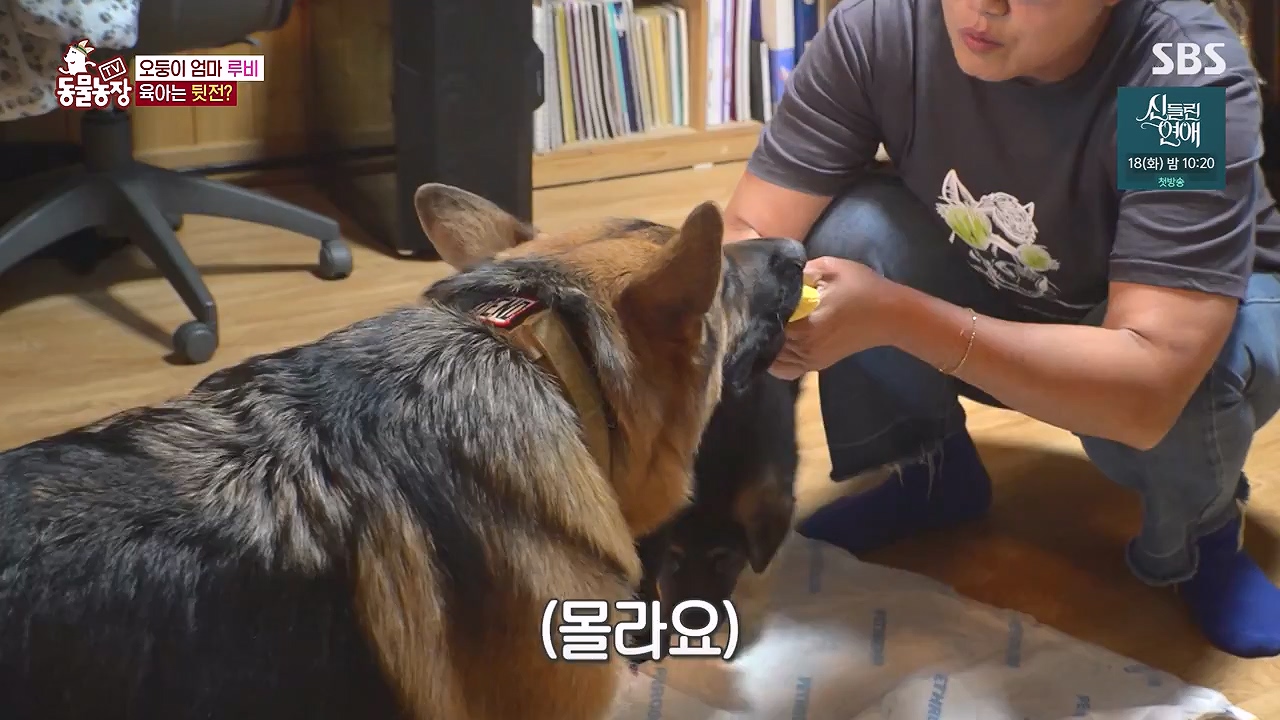 TV 동물농장.E1176.240617p-NEXT.mp4_20240616_171021.134.jpg