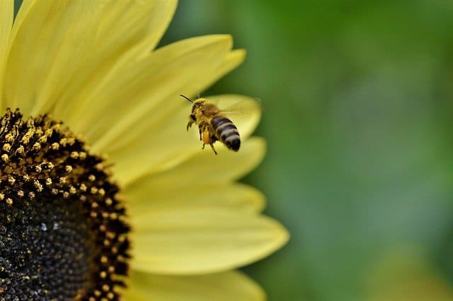 꿀벌과-꽃