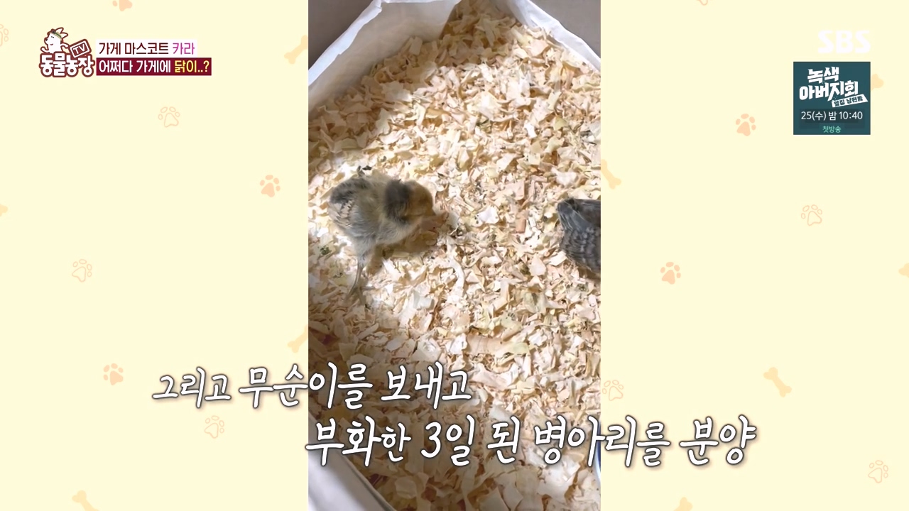 TV 동물농장.E1141.231016p-NEXT.mp4_20231015_173035.375.jpg