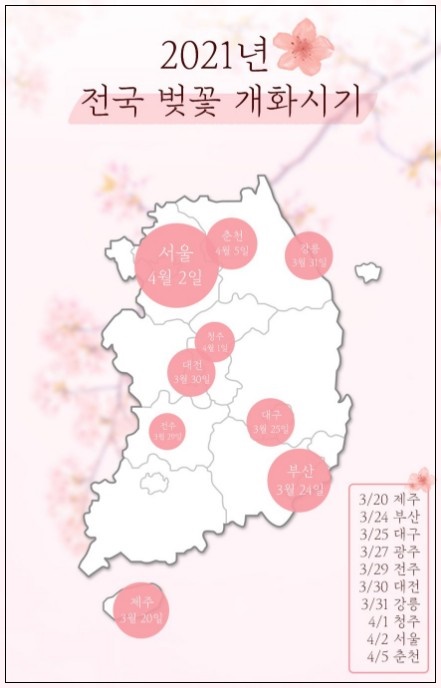  2021년 벚꽃 개화시기 그리고 벚꽃 드라이브 명소