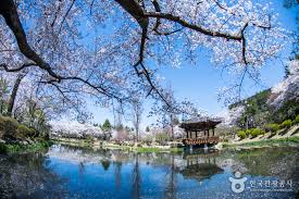  벚꽃명소Best5 