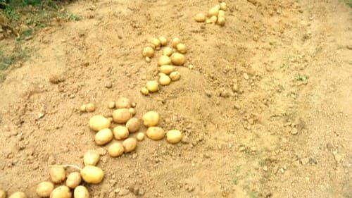 감자캐기-감자-수확방법