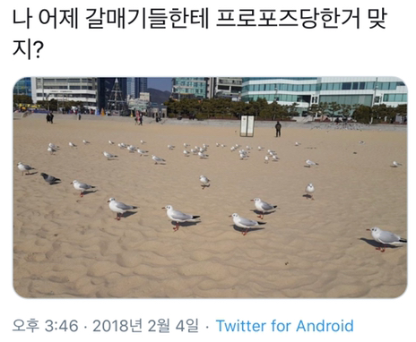  흔한 갈매기들의 프로포즈