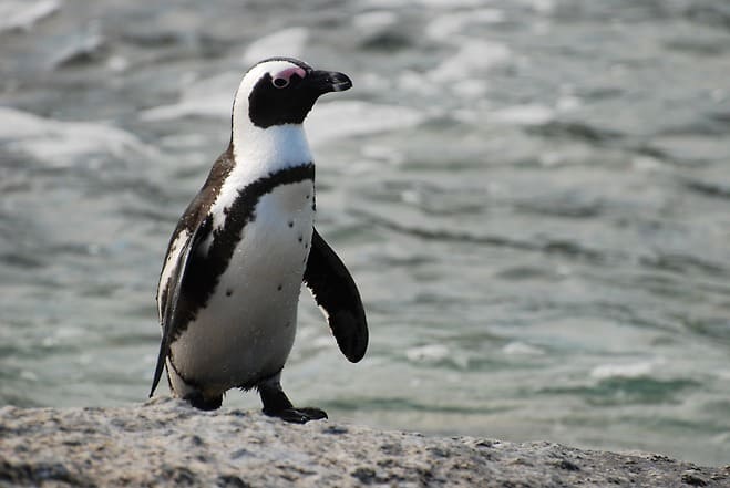 아프리카펭귄 (African Penguin)