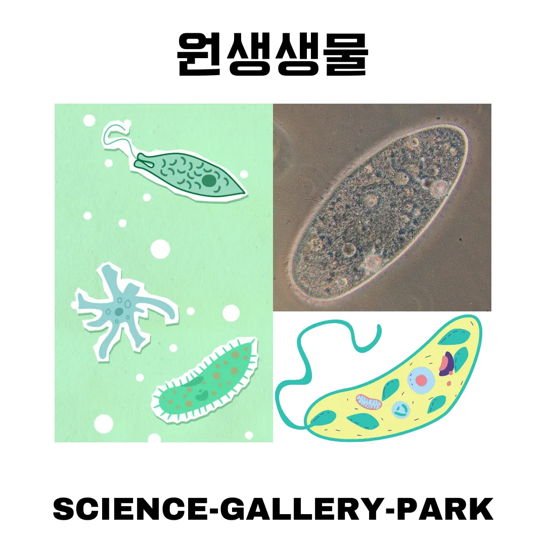 원생생물