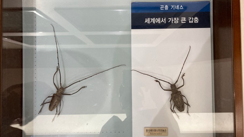 하늘소표본