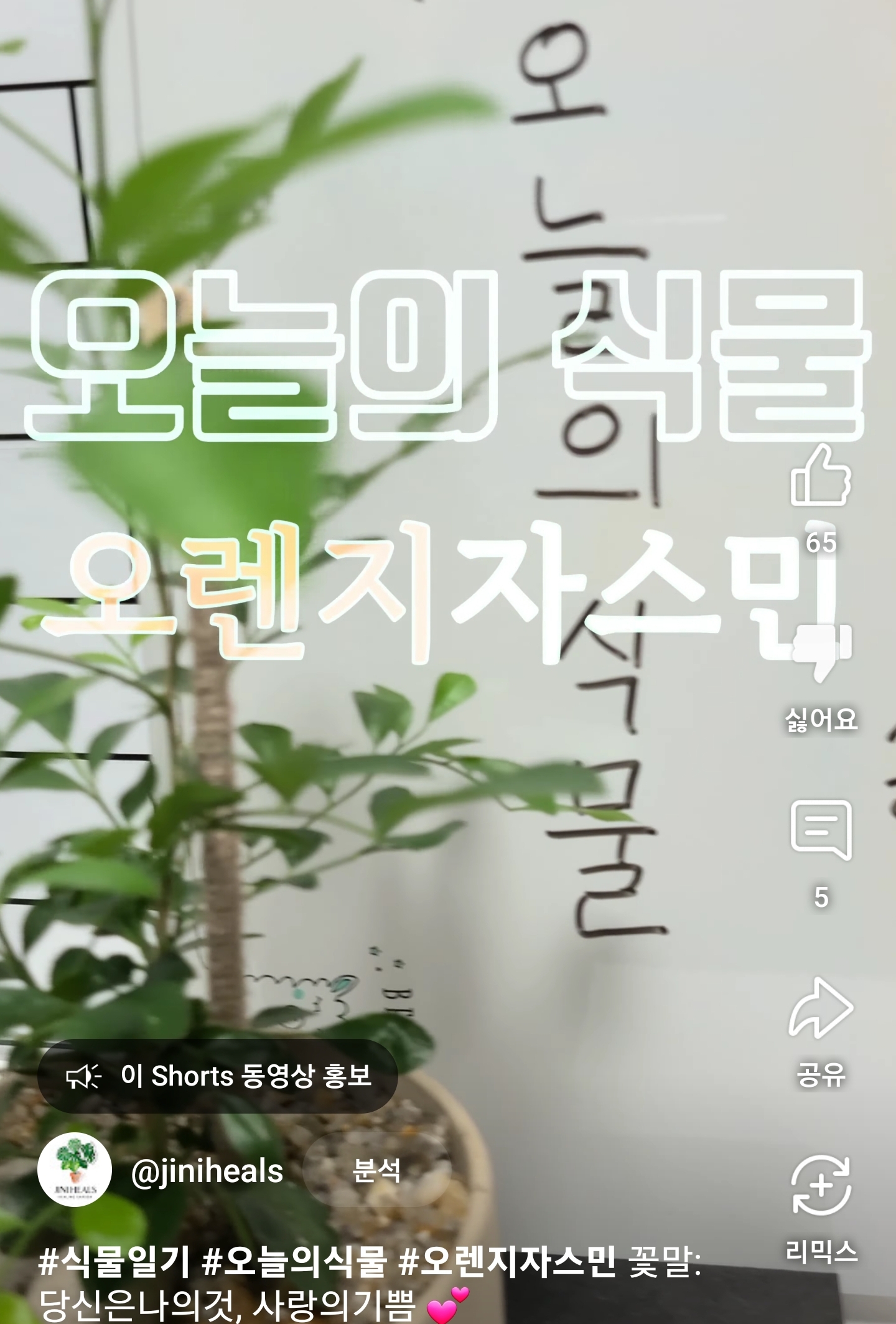 오늘의 식물 오렌지자스민 유튜브사진