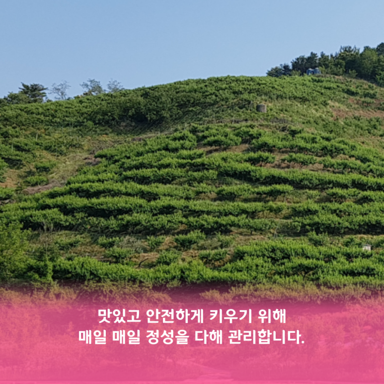 매실남녀 수확기 계절가격정보 2021 홍매실매장소 12