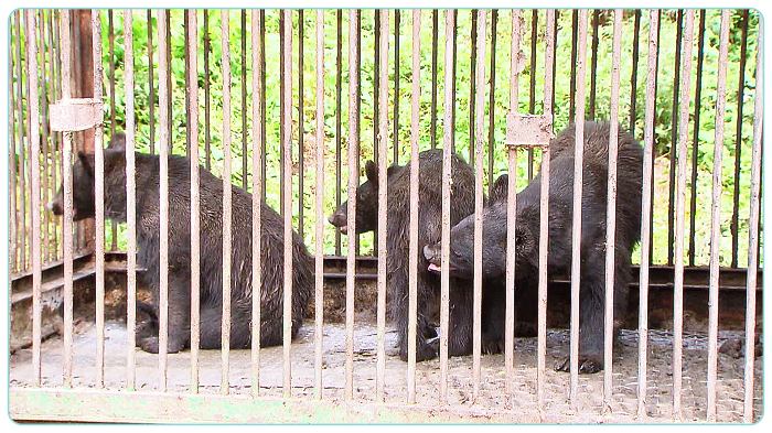 써치-용인-사육곰-탈출-사건-사육곰
