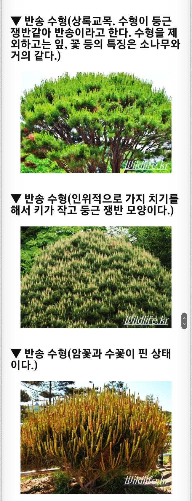 씨름판 기술의 29