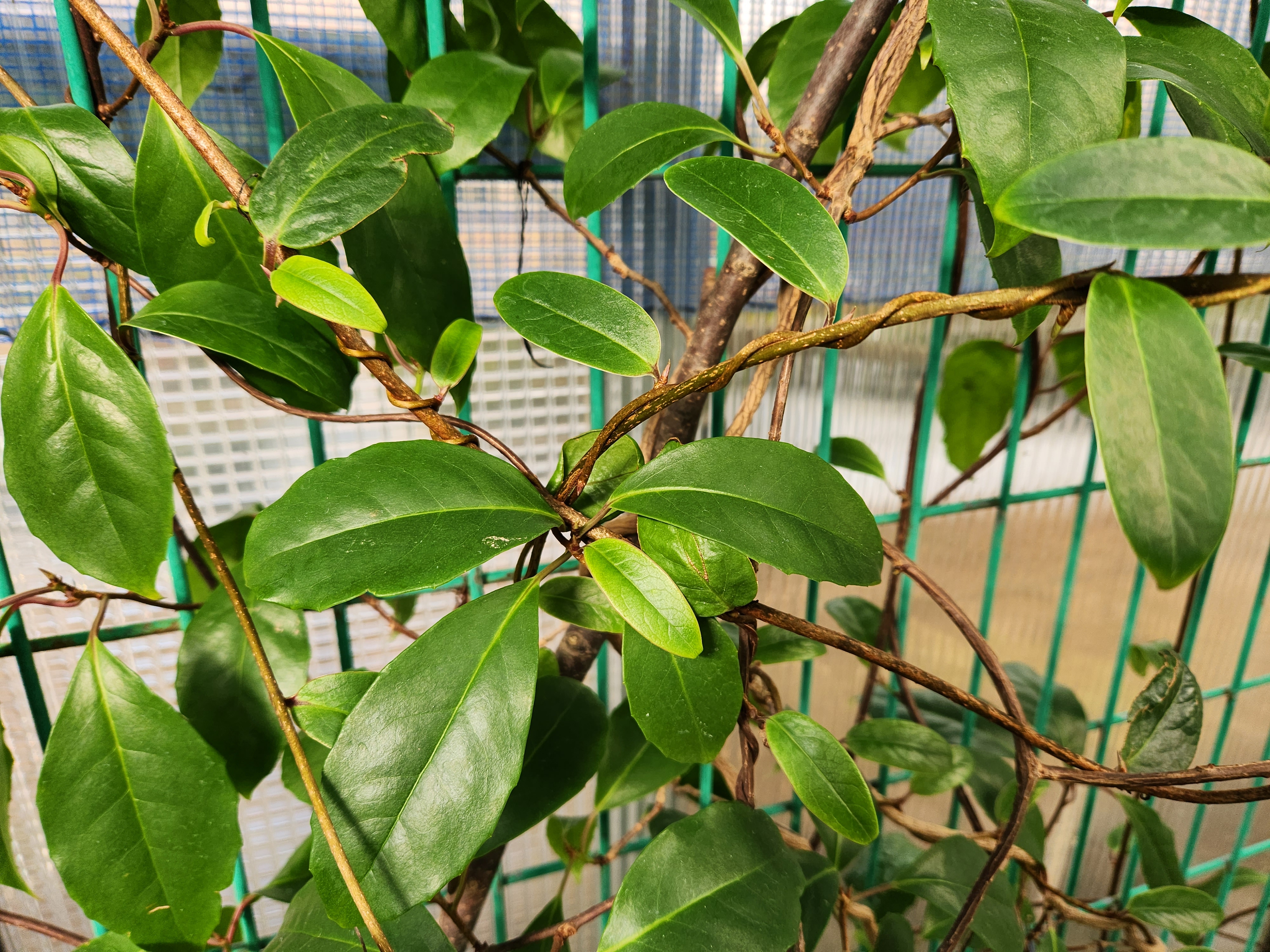 참으아리