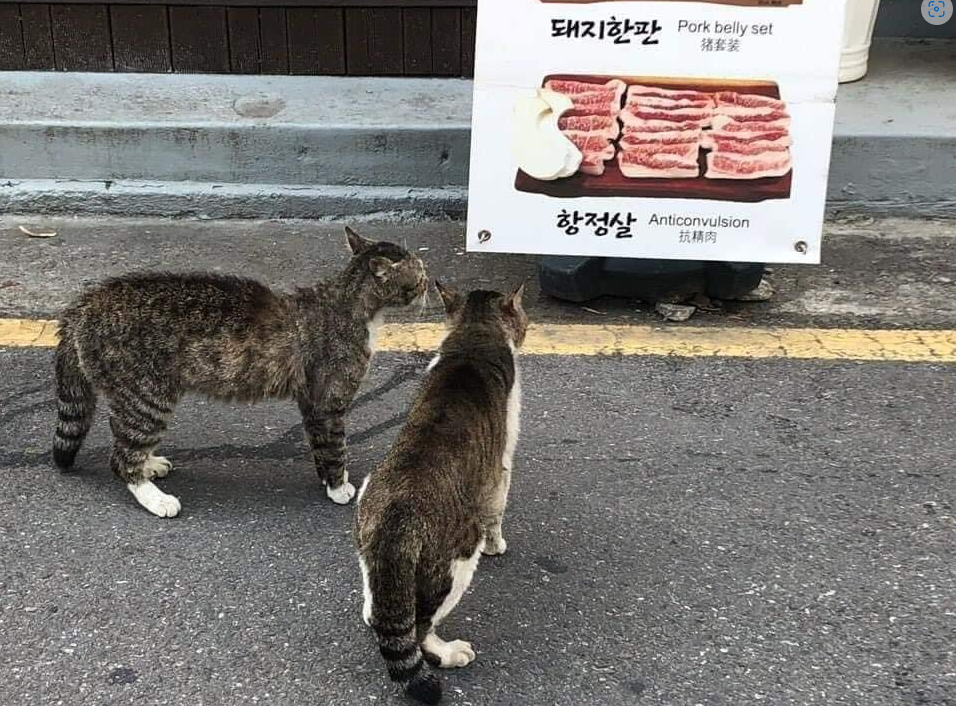  배고픔을 못이긴 아련한 길냥이덜. ㅋㅋㅋㅋ 겹노!