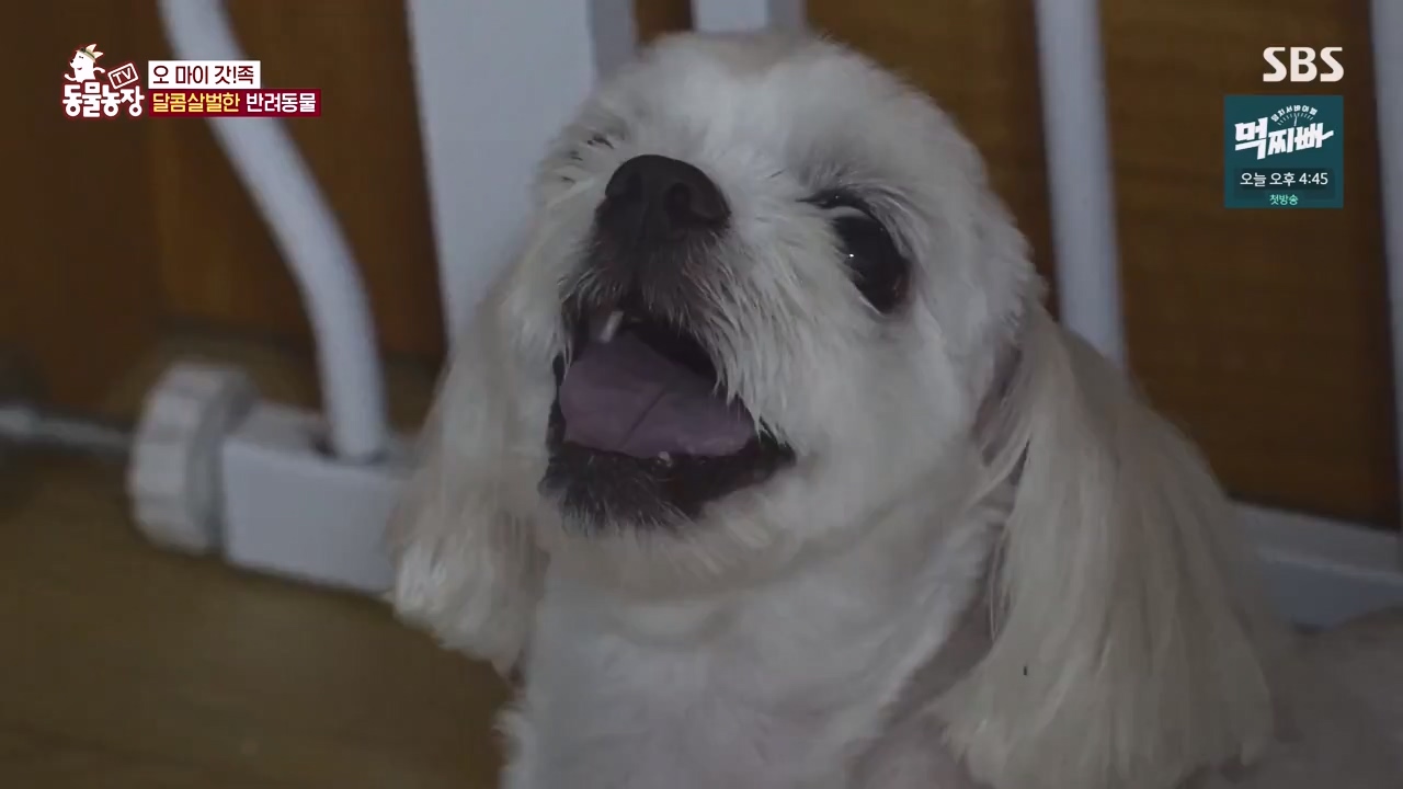 TV 동물농장.E1140.231009p-NEXT.mp4_20231008_174814.977.jpg