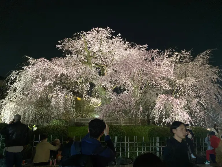 수양 벚꽃 사진을 찍는 사람들