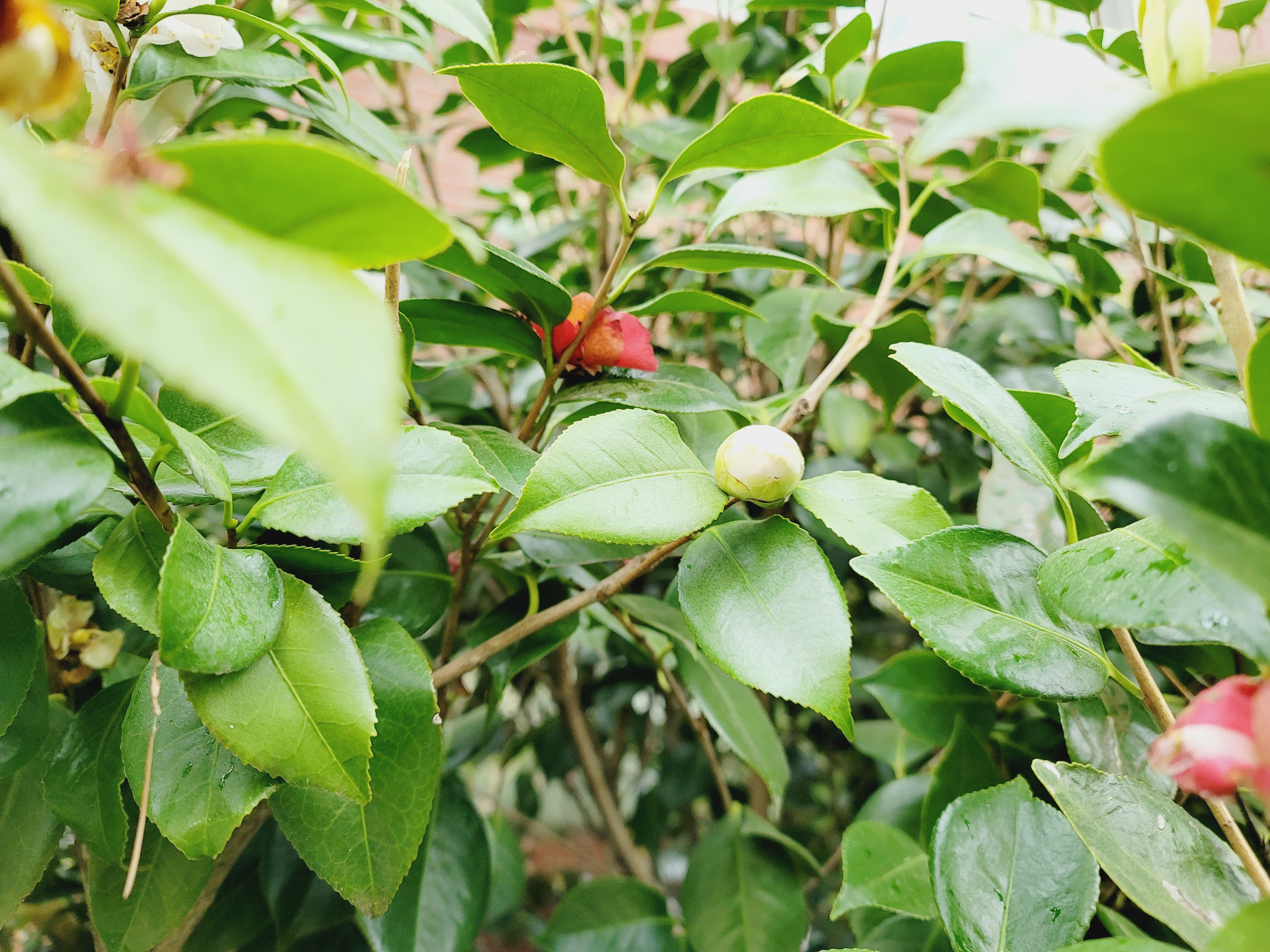 산철쭉 화단접대 9