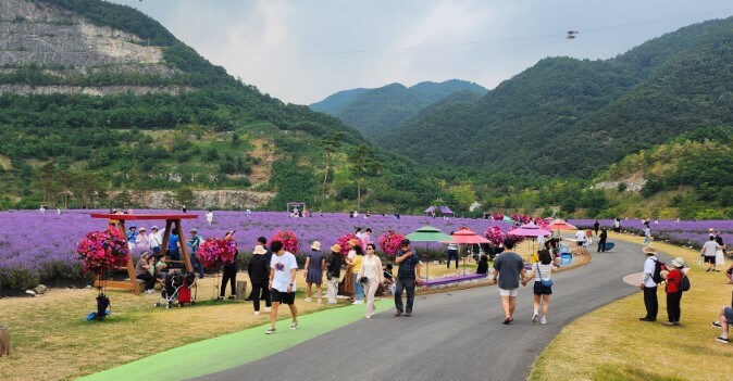 2025 동해무릉별유천지 라벤더 축제