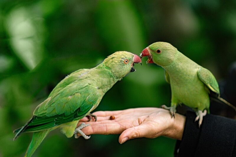 초록색 앵무새 두 마리 사람 손바닥에 있는 모습