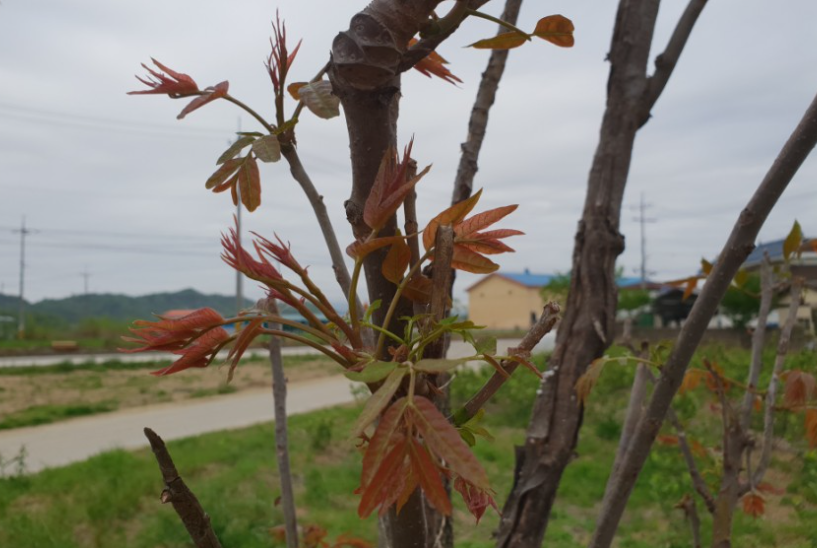  가죽나물 : 한국 전통 재료의 재발견