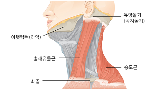 흉쇄유돌근