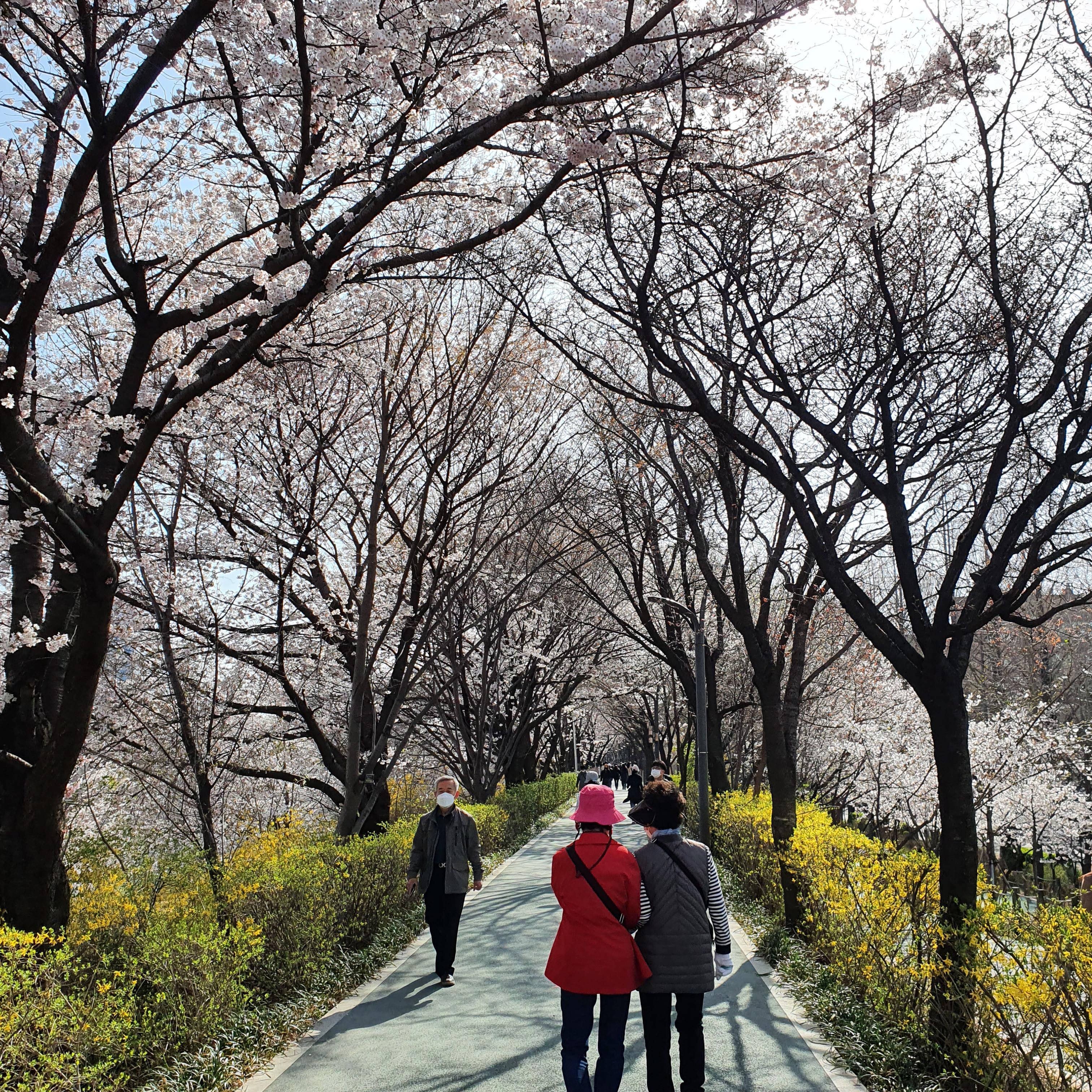 올해도 벚꽃과 추억을 남기다. (서울 벚꽃 명소 벚꽃 구경-석촌호수 벛꽃, 양재천 벚꽃) - undefined - 양재천 올해도 벚꽃과 추억을 남기다. (서울 벚꽃 명소 벚꽃 구경-석촌호수 벛꽃, 양재천 벚꽃) - undefined - 양재천