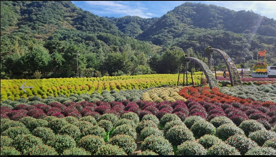 가을 꽃 축제 일정과 지역