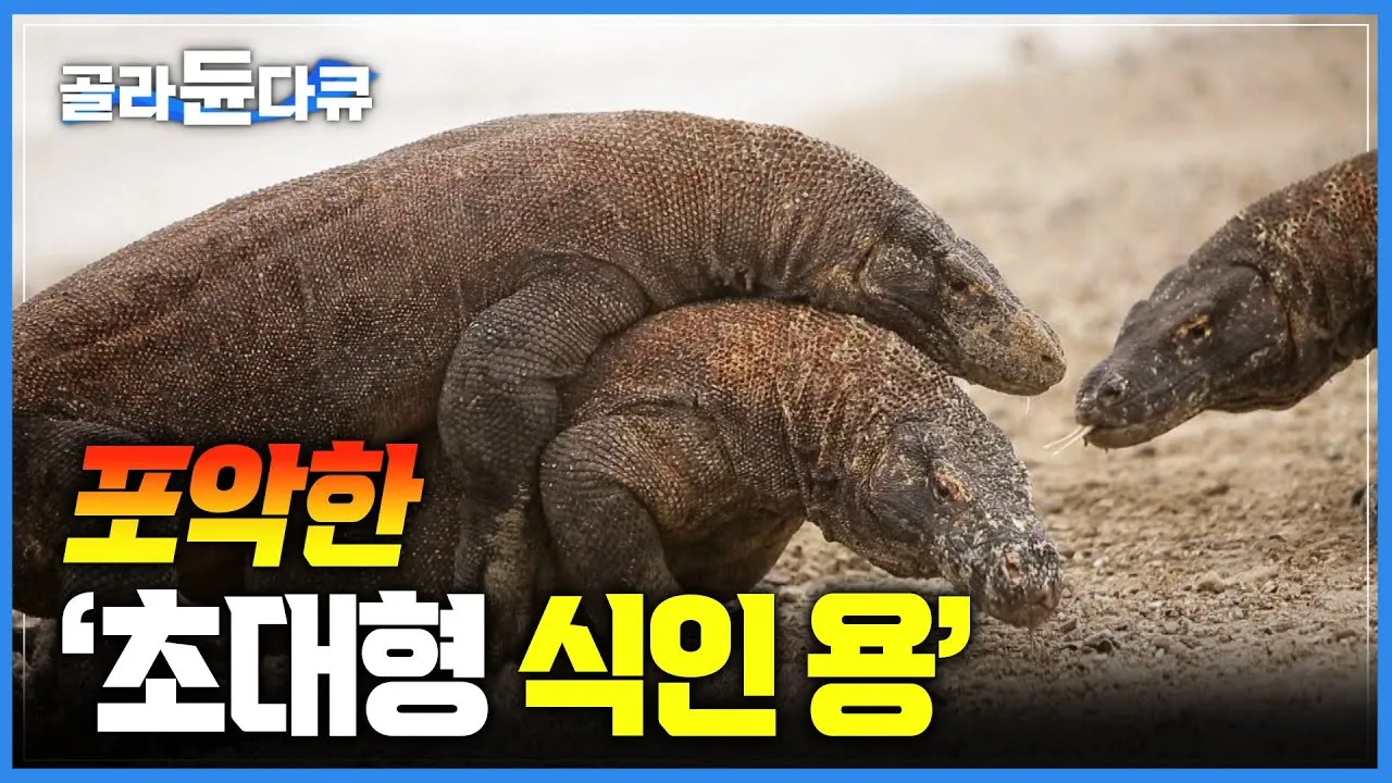 도마뱀 가격 키우기 분양 수명 먹이 성격 종류_5