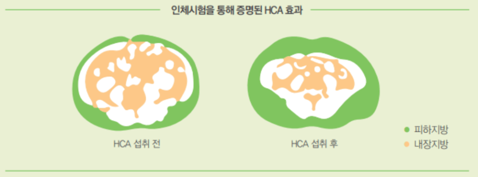  가르시니아 캄보지아의 효능과 부작용(체지방 분해)