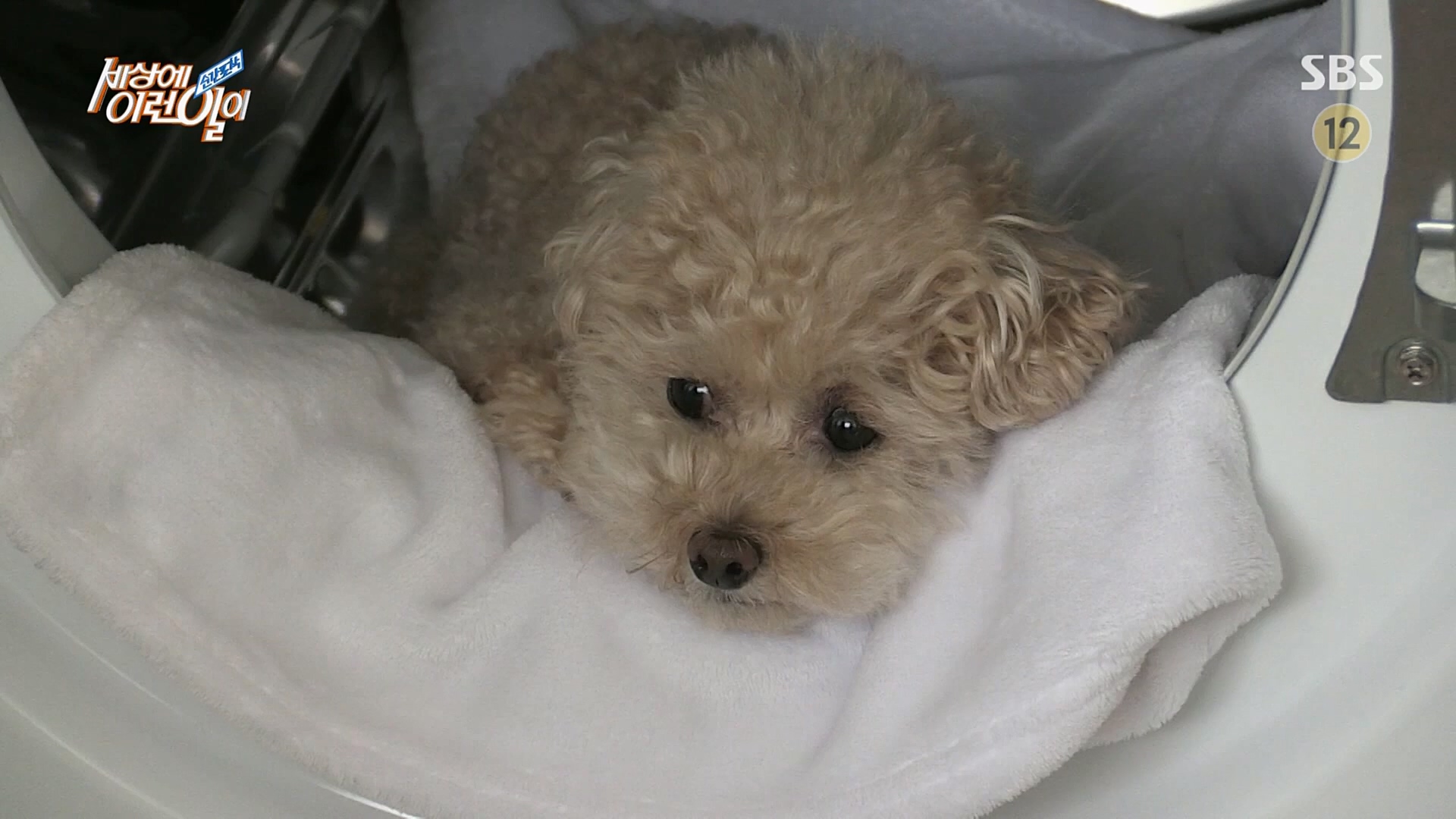 순간포착 세상에 이런일이.E1218.230221p.H264-F1RST.mp4_20230222_191133.722.jpg