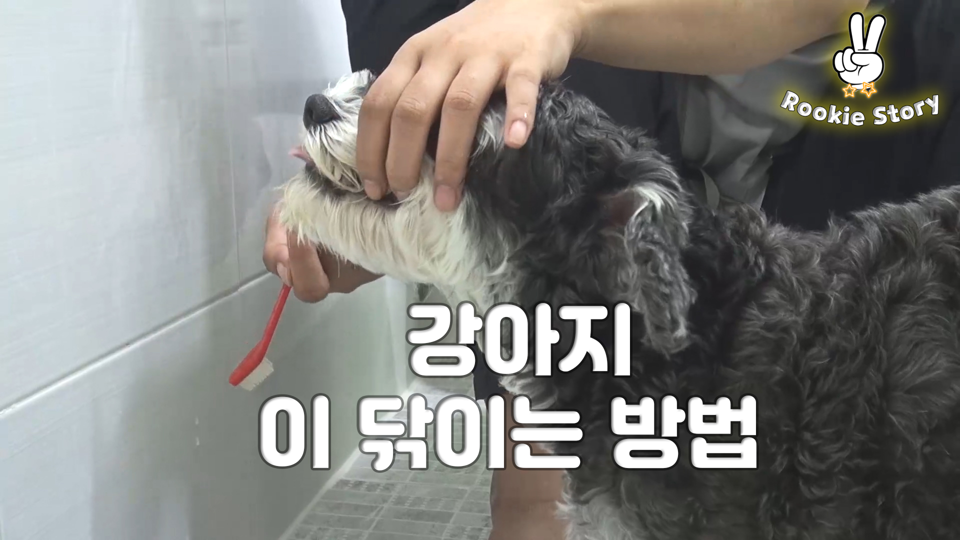  애견 셀프 미용 강아지 양치질 방법