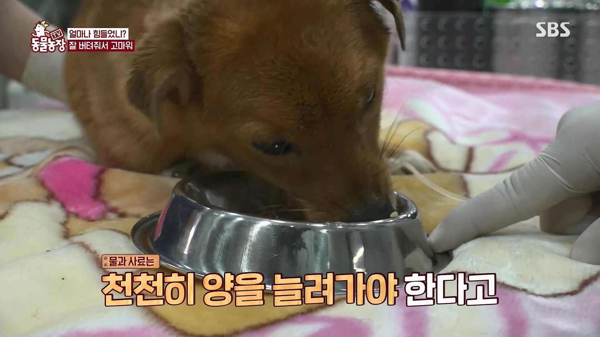 TV 동물농장.E1119.230507p.H264-F1RST.mp4_20230507_135915.020.jpg