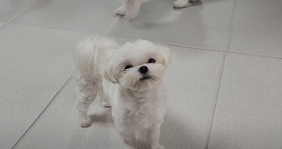  인기 많은 말티즈의 성격과 특징