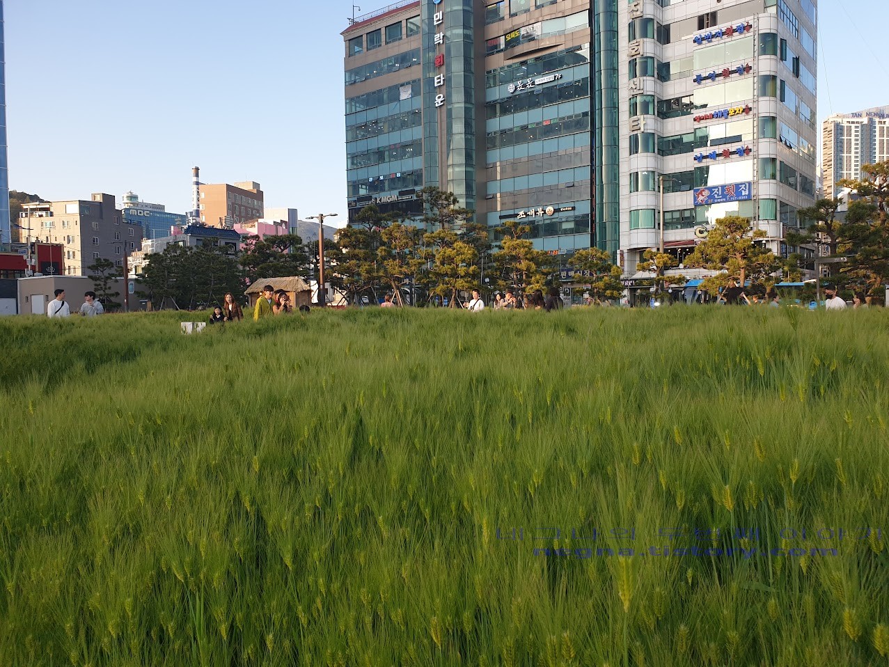 광안리 해변. 청보리밭.