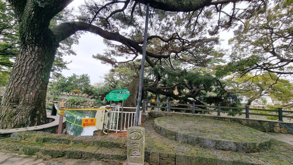 제주 월대천 보호수