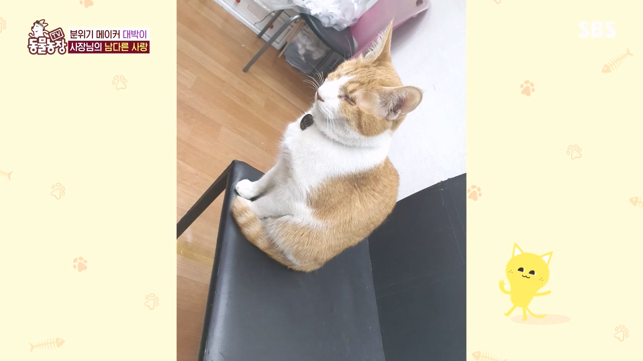 TV 동물농장.E1141.231016p-NEXT.mp4_20231015_174209.817.jpg