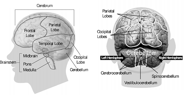 과메기효능 뇌