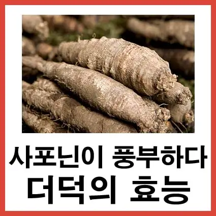 사포닌-풍부하다-더덕의-효능