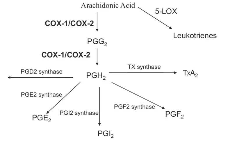 아라키돈산-류코트리엔-프로스타글란딘-대사경로