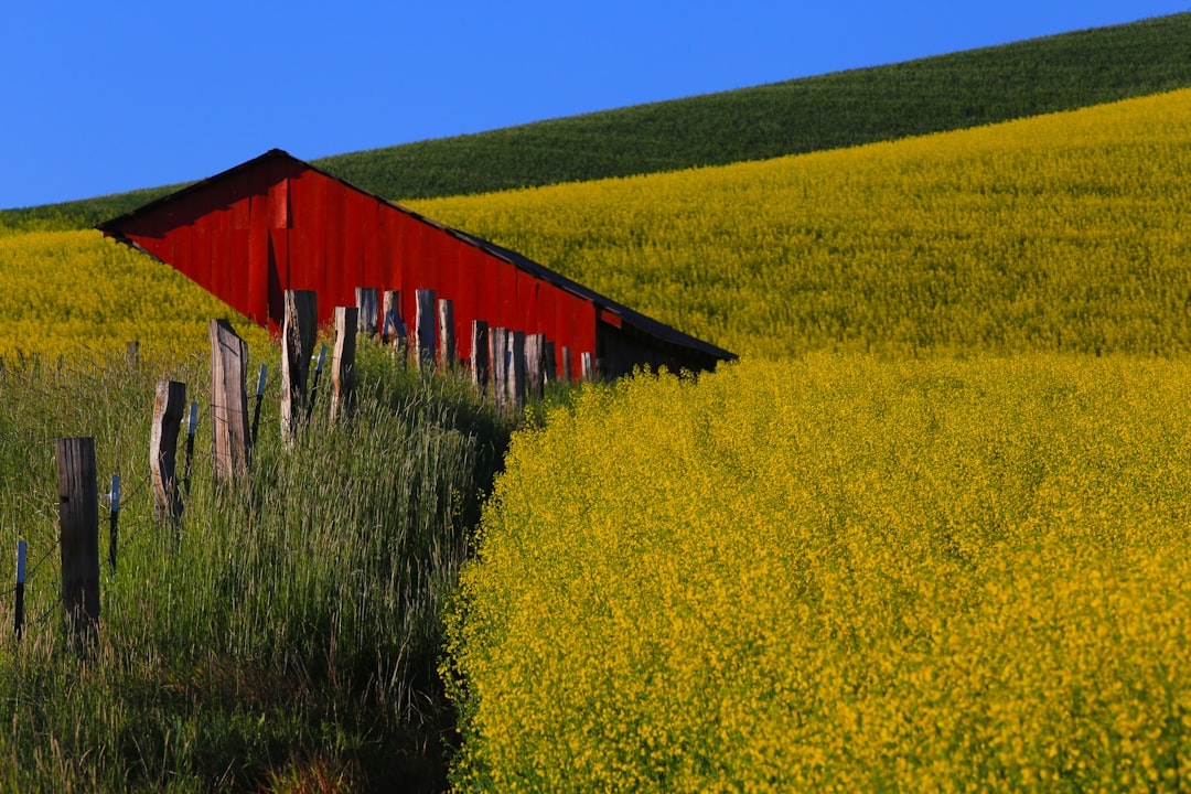 Canola