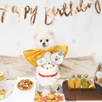 반짝거리는 보타이를 하고 생일 케익 앞에 있는 강아지
