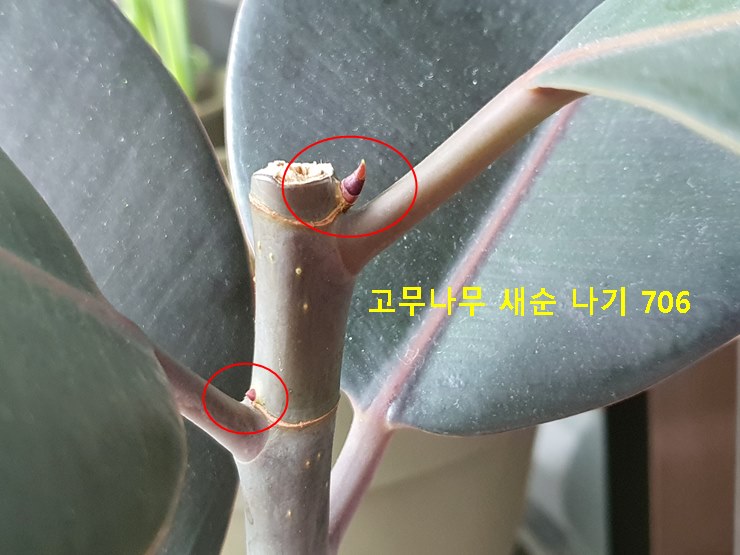고무나무 새순 나기 706