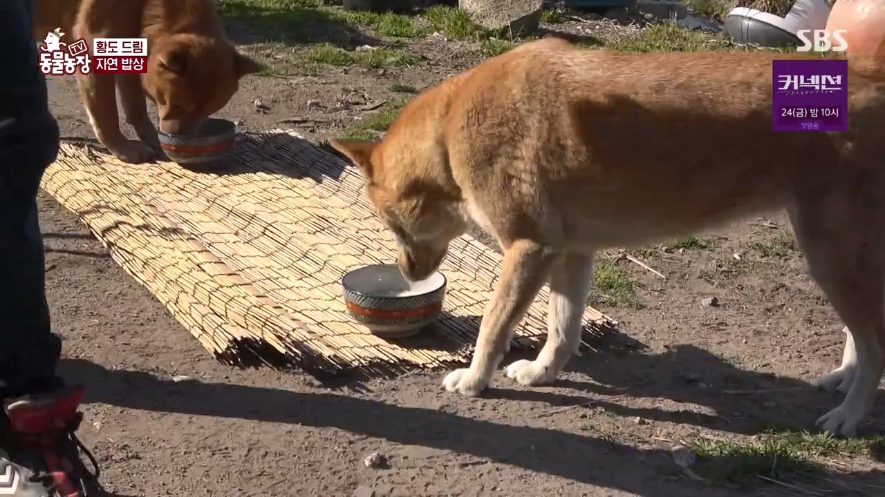 TV 동물농장.E1172.240520p-NEXT.mp4_20240519_165219.392.jpg