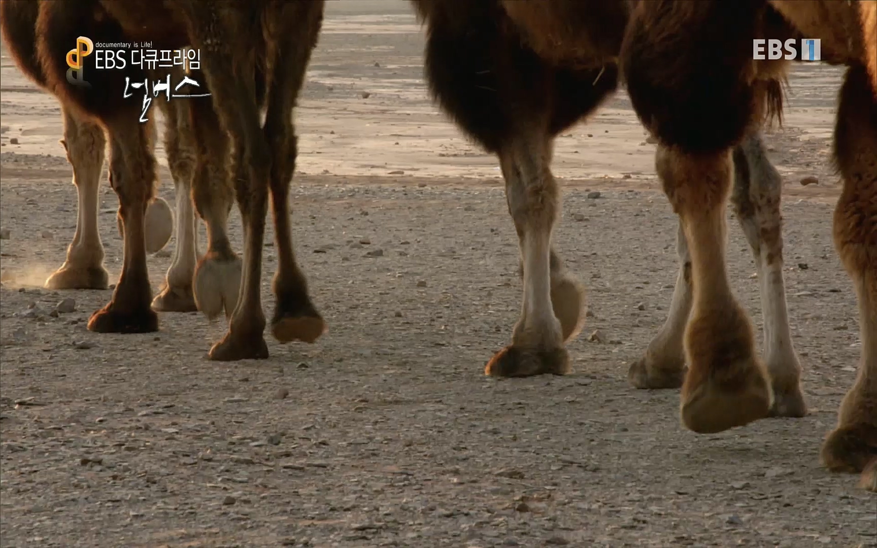 EBS 다큐프라임 - TV - 교육의 중심 EBS넘버스 - 1부 하늘의 수, π.mp4_20220717_181546.680.jpg